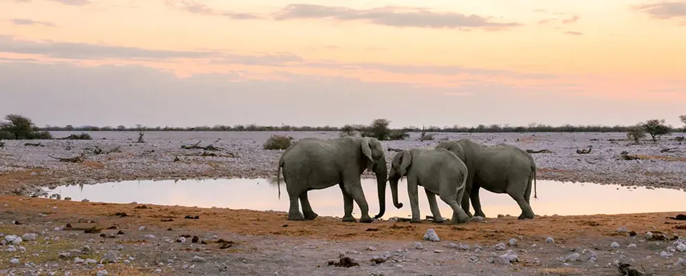 Namibia Banner