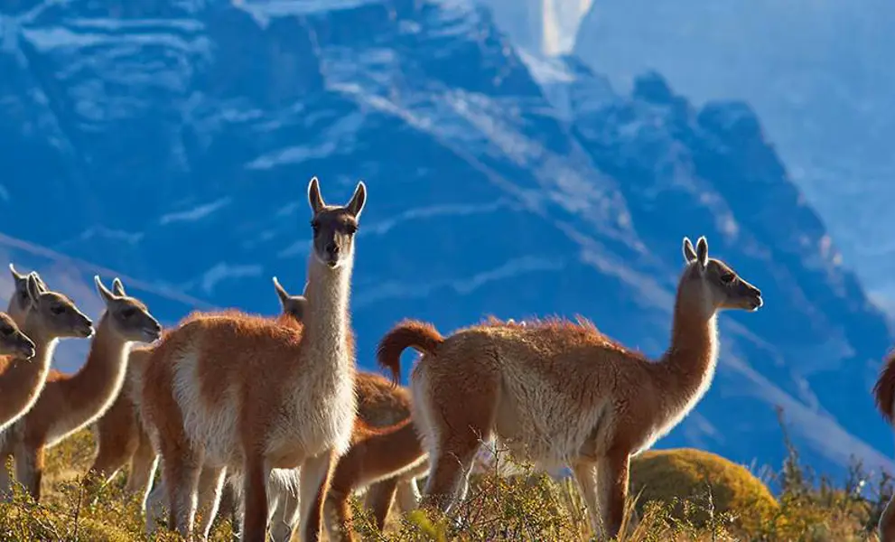 LLama grazing in Chile