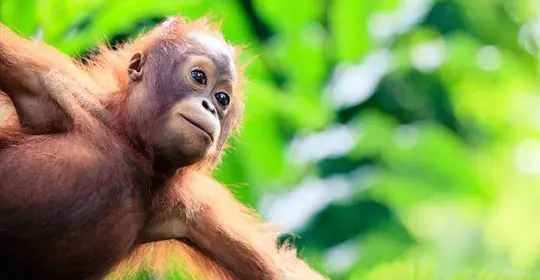 Borneo1