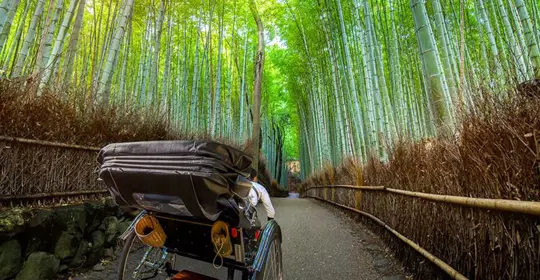 Arashiyama's bamboo forest, Japan