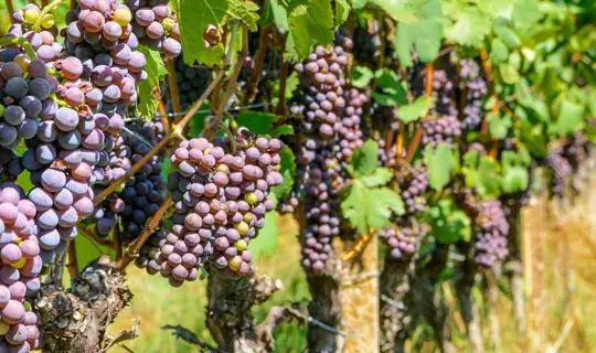 From grape to glass - wine making