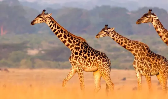 Giraffe in Africa