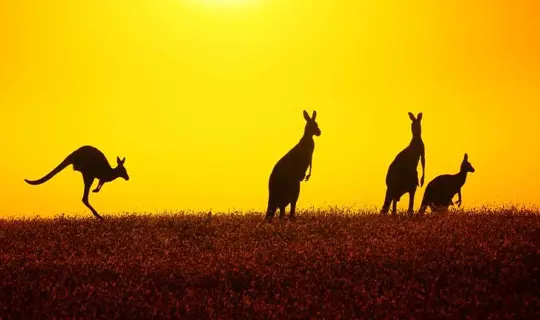 Kangaroo At Sunset