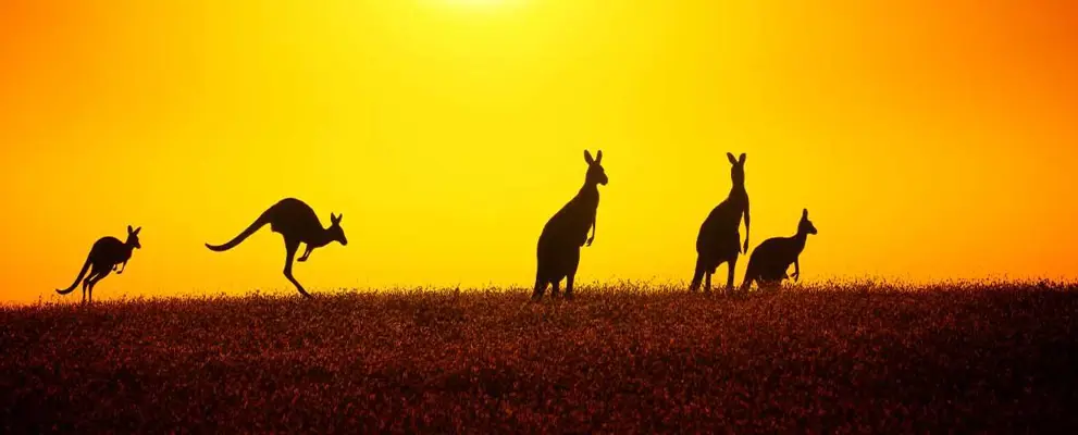 Kangaroo At Sunset