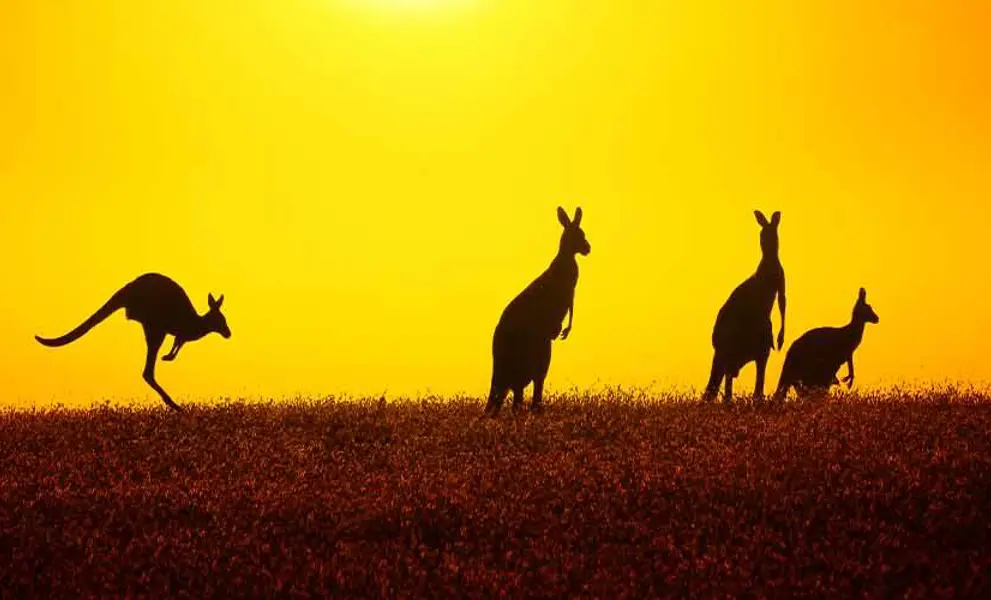 Kangaroo At Sunset
