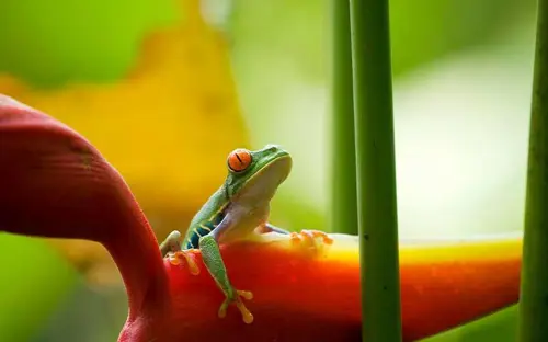 Costa Rica Tree Frog