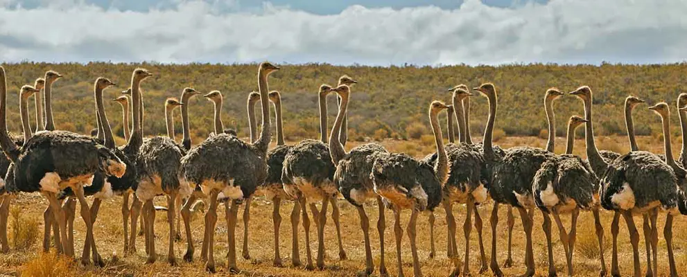 South Africa Ostriches