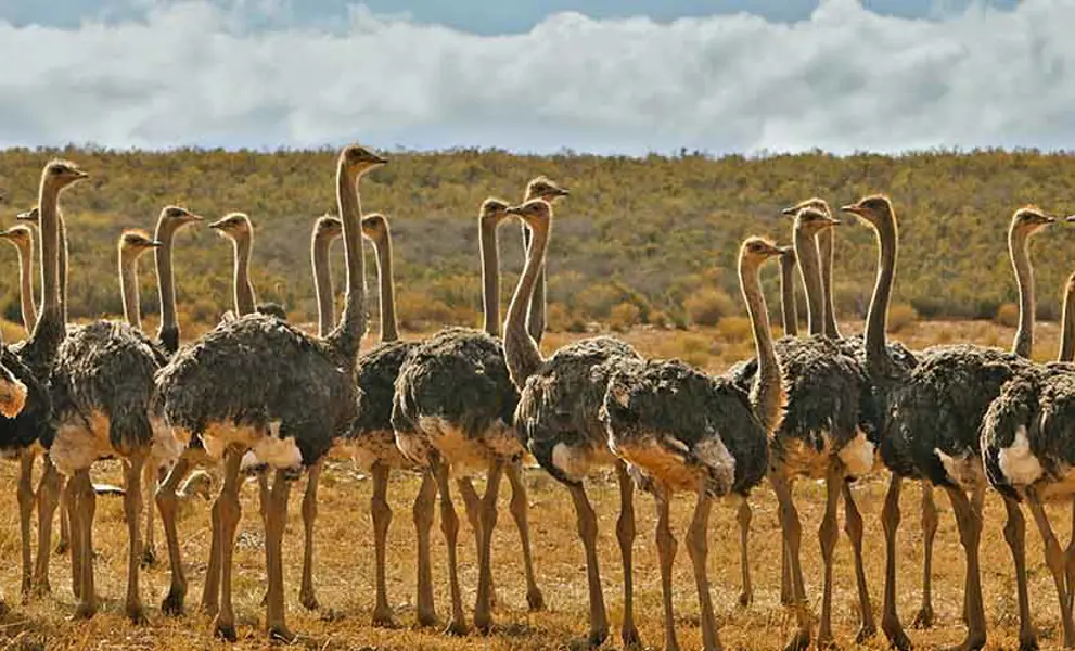 South Africa Ostriches