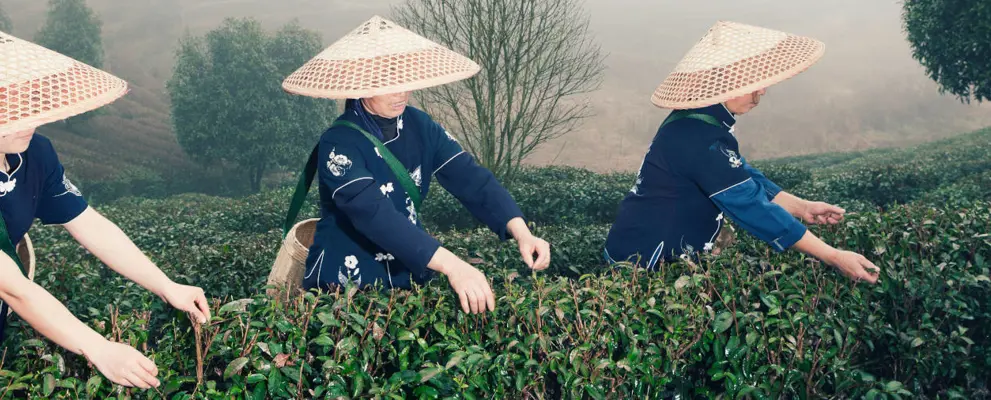 Tea Plantation China