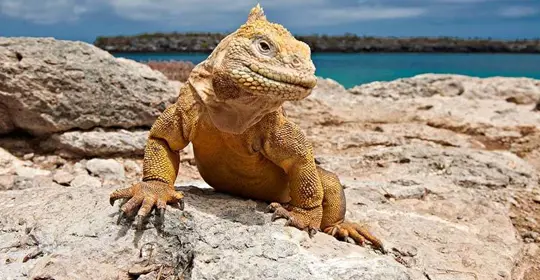 galapagos iguana