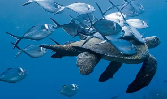 Galapagos wildlife