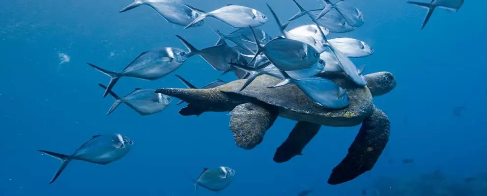 Galapagos Wildlife