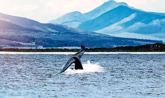 Whale watching in Hermanus