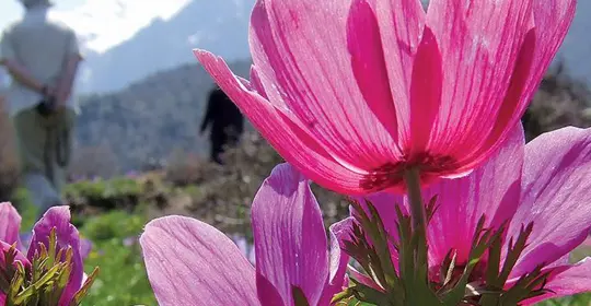 wildflowers of crete