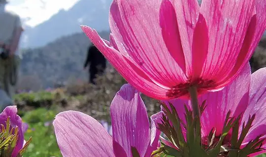 wildflowers of crete