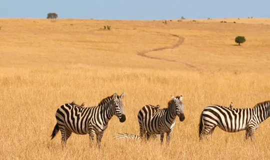 Zebra grazing in Savannah, Kenya