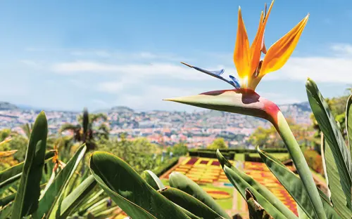 Madeira Botanical Garden, Funchal