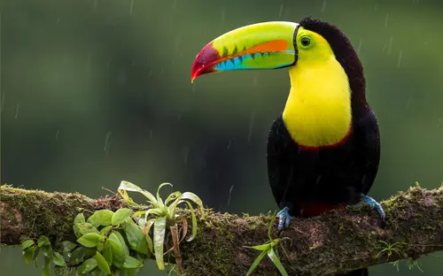 Toucan, Costa Rica