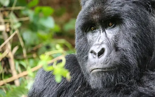 Gorilla, Uganda