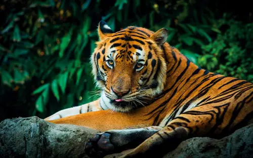 Tiger in Ranthambore National Park, India