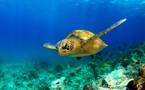 Sea Turtle, Galapagos Islands