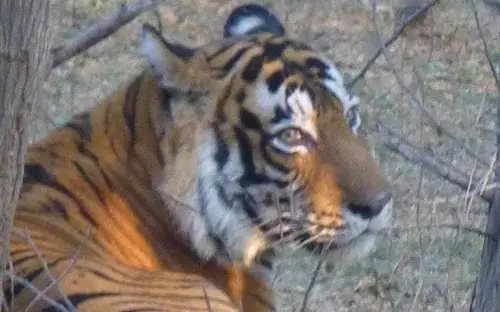 Tiger in Ranthambore