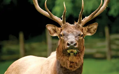 Elk in Yellowstone National Park