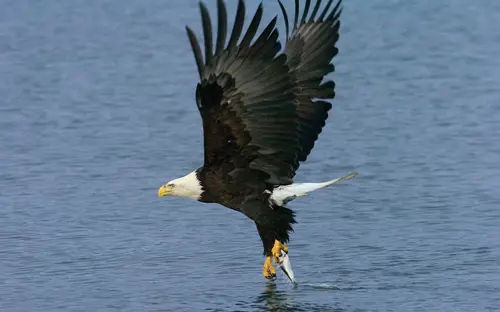 Bald Eagle