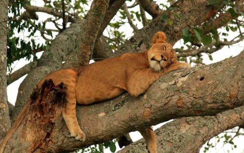 Tree Climbing Lion in Uganda