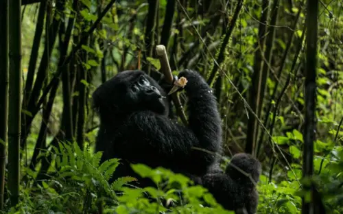 Uganda Gorilla