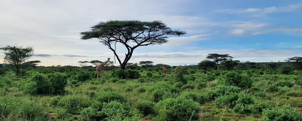 Kenya Giraffe Banner