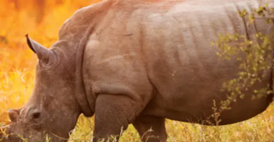 Rhino in Safari