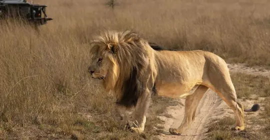 Royal Morubisi lion.jpg
