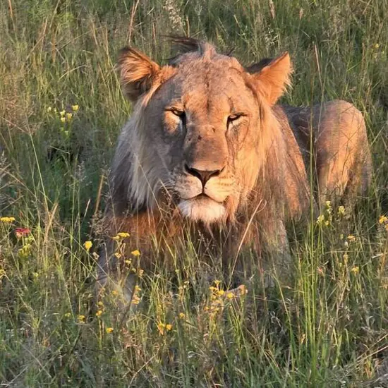 TS_JAN_SA_LION.jpg