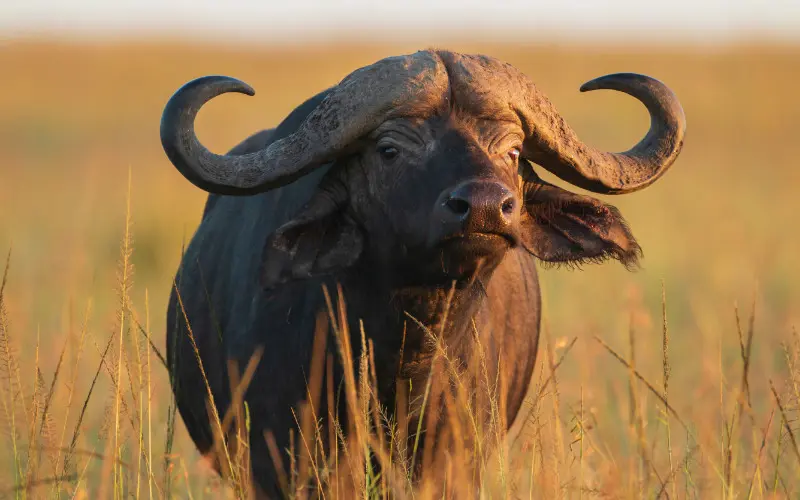 Buffalo - South Africa safari holidays
