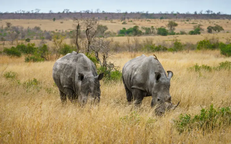 Rhino - South Africa safari holidays