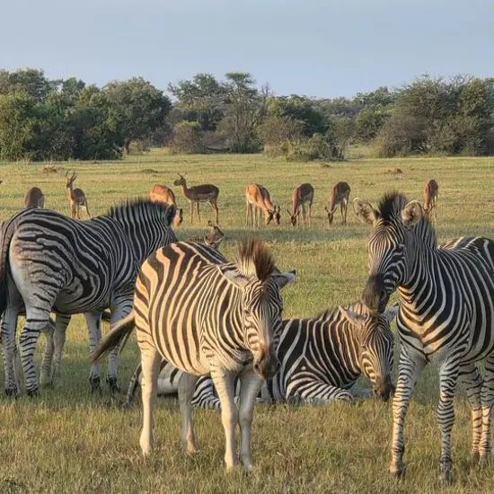 TS_SA_JAN_ZEBRA.jpg