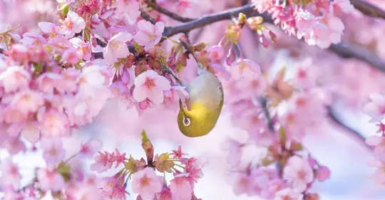 Cherry blossom-Japan-800x500.jpg