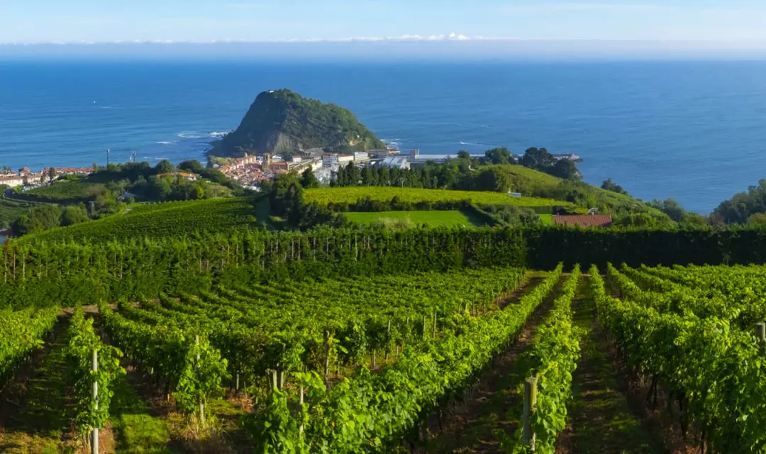 Vineyards in the Basque region