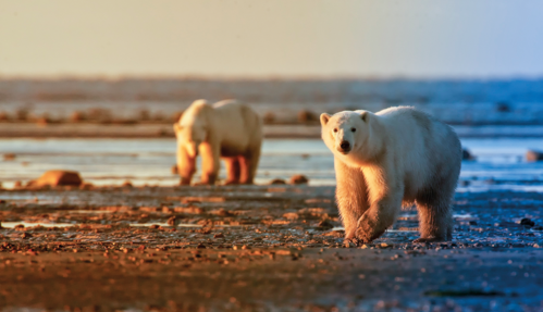 bears Australia