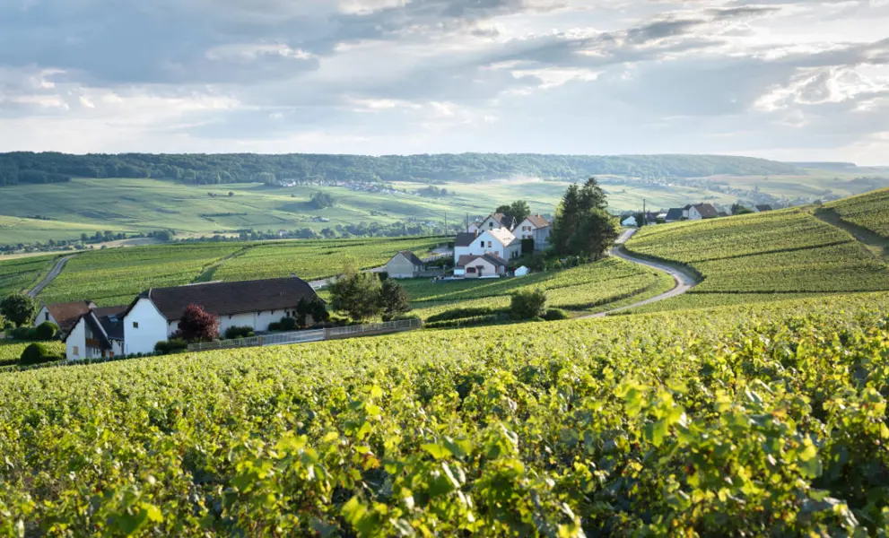 Champagne and Burgundy Region Guide - a view of a sunny vineyard