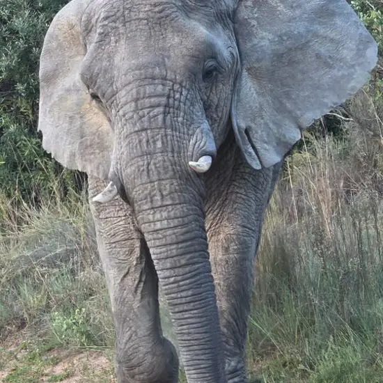 TS_SA_Jan_Elephant.jpg