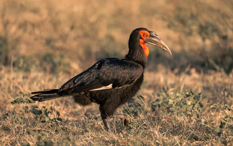 Hornbill - South Africa safari holidays