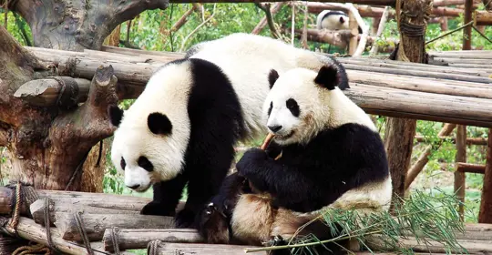 JY_cares_slcgr_chengdu2_800x500.jpg