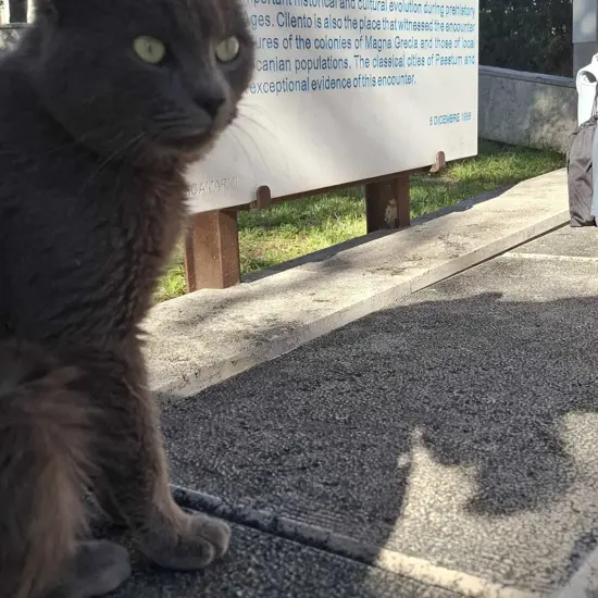Paestum Cat.jpg